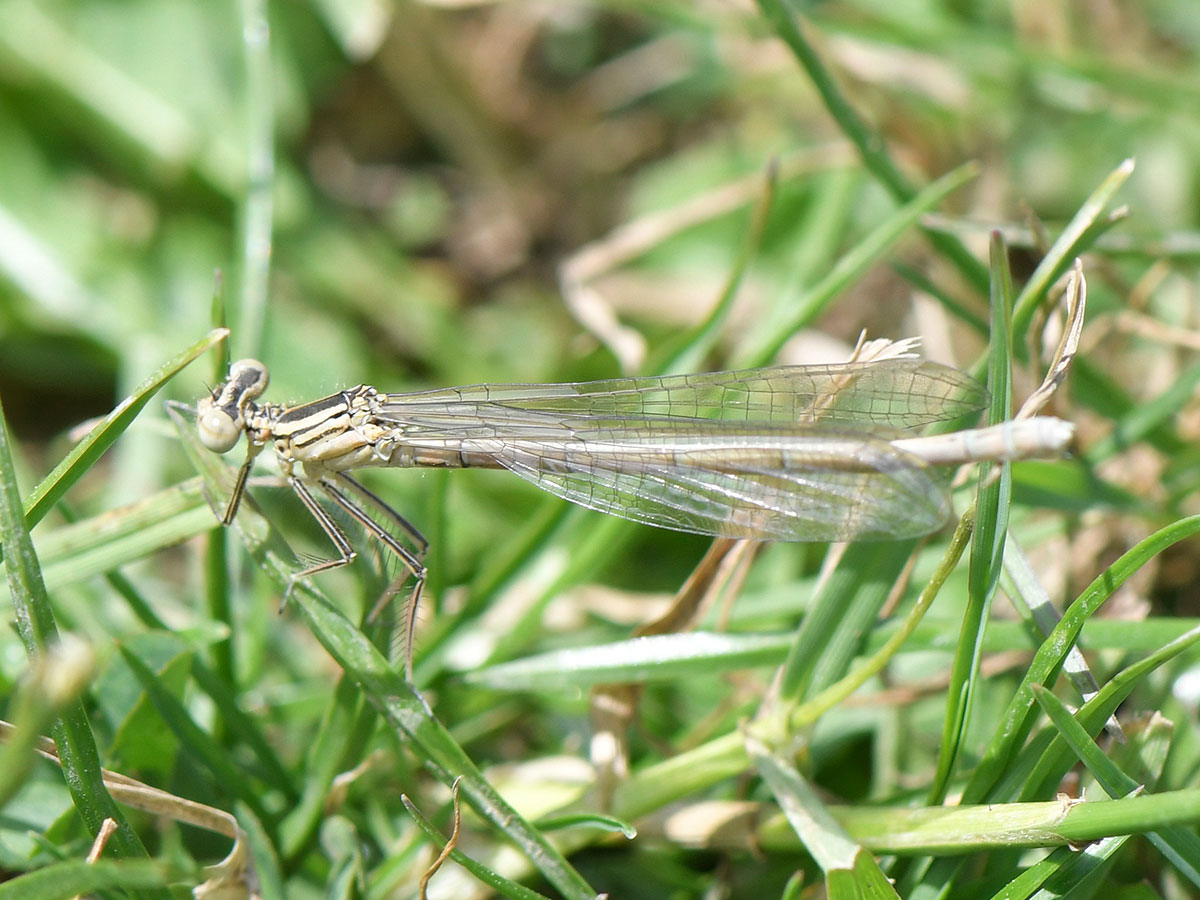 Platycnemis_pennipes